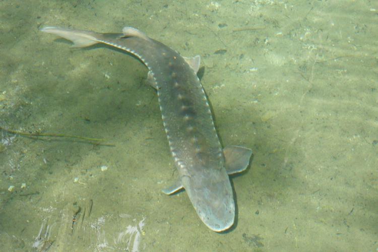 750x500-european_sturgeon.jpg