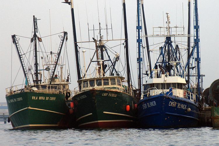 Bows of three fishing vessels tied together.