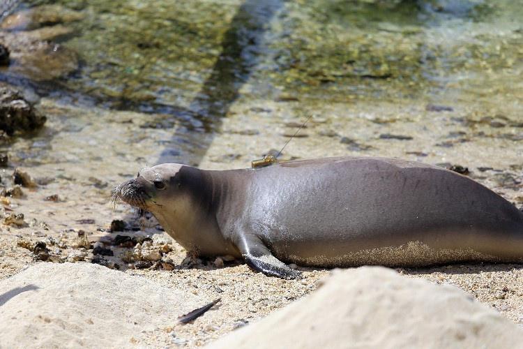 Hawaiian monk seal on a beach