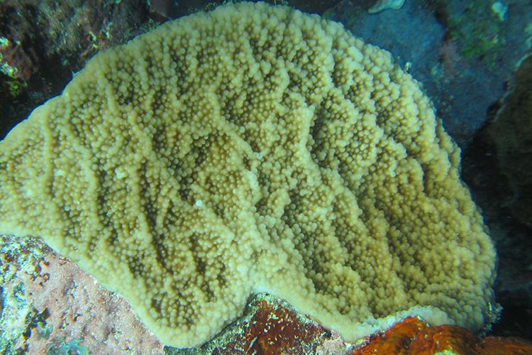 750x500-isopora-crateriformis-coral.jpg