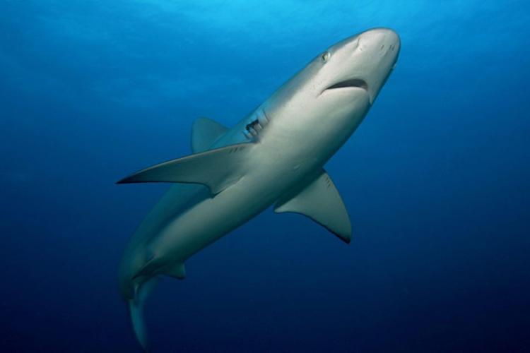 750x500-James Watt-NOAA-black tip shark.jpg