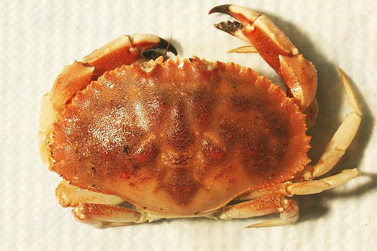 Jonah Crab