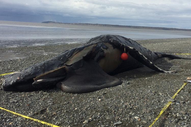  humpback whale carcass