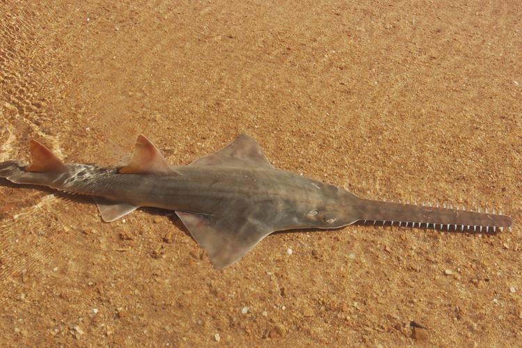 Largetooth Sawfish | NOAA Fisheries