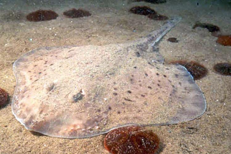750x500-little-skate-stellwagen-bank-national-marine-sanctuary.jpg