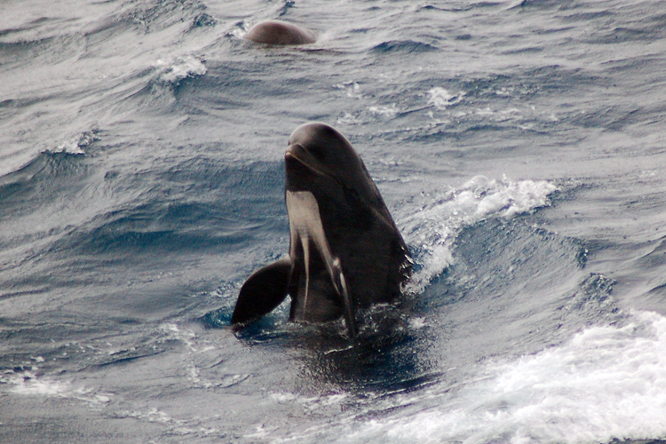 Long-finned pilot whale with the top half of its body coming out of the water. Credit: Howard Goldstein, courtesy of Scripps Institution of Oceanography/ UCSD and R/V Roger Revelle.