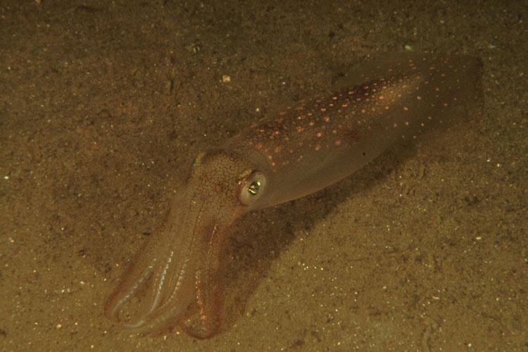 Pinkish orange longfin squid with mottled/spotted mantle resting on sandy bottom