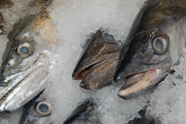 750x500-mackerel-sf.jpg
