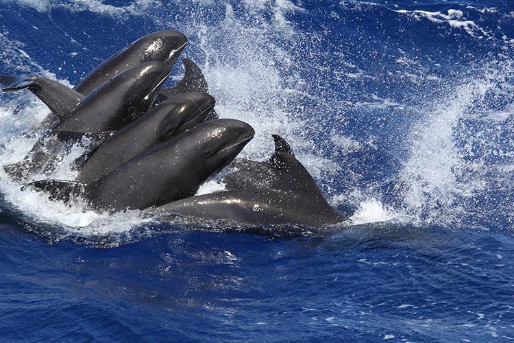 750x500-melon-headed-whales-PIFSC.jpg