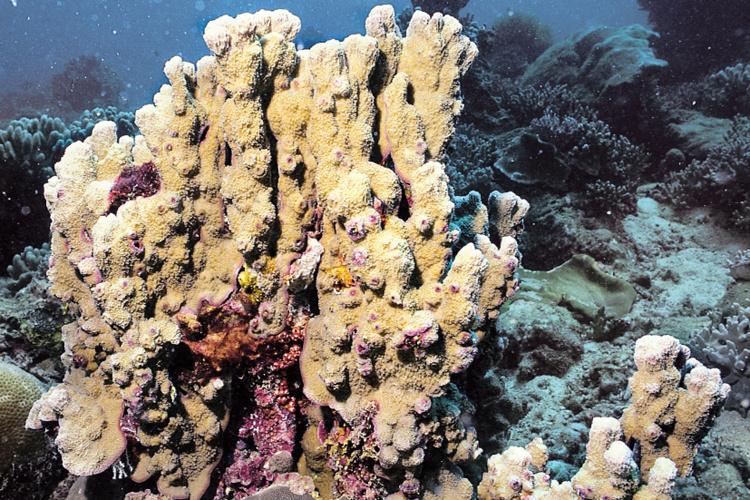750x500-montipora-australiensis.jpg