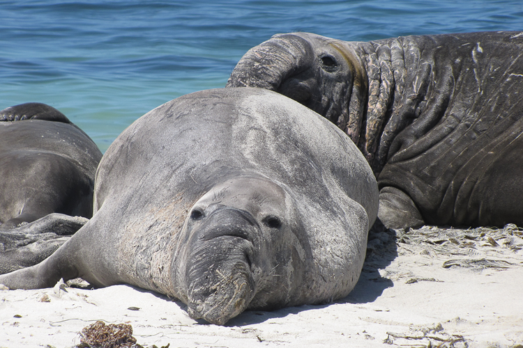 Samtykke romanforfatter beslutte Northern Elephant Seal | NOAA Fisheries