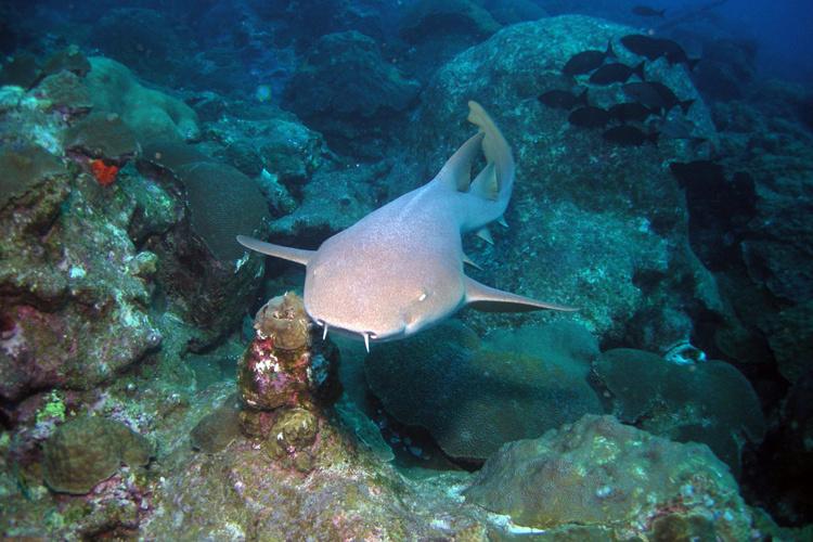 750x500-nurse-shark.jpg