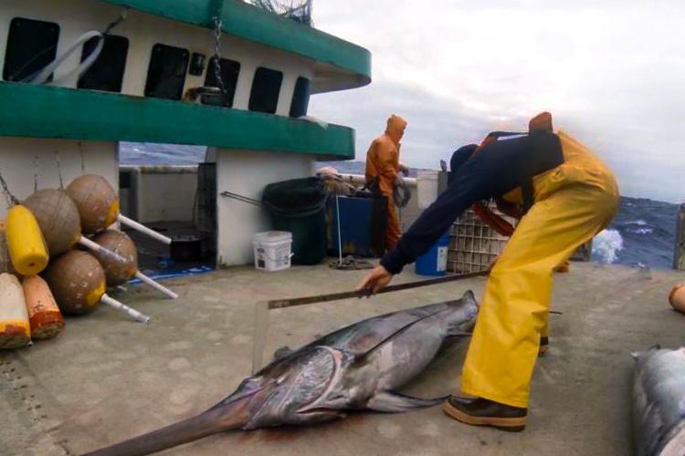 Observer measuring a swordfish on the deck of a boat