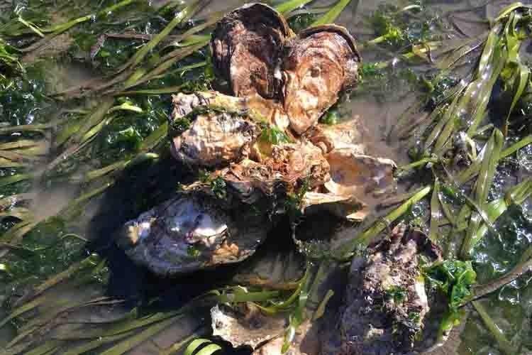 Cluster of oysters growing among long, green eelgrass and muddy water. 