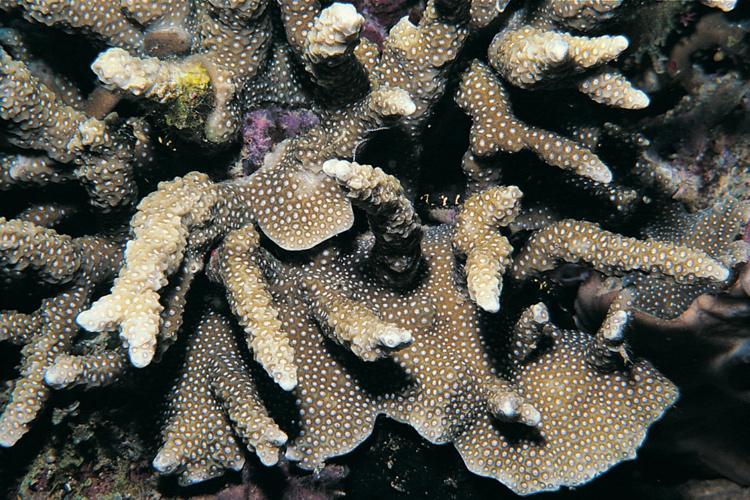 Close up photo of a Porites napopora coral colony. Coral is tan with white edges and spotting throughout.