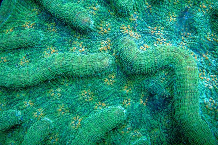 750x500-rough-catctus-coral.jpg