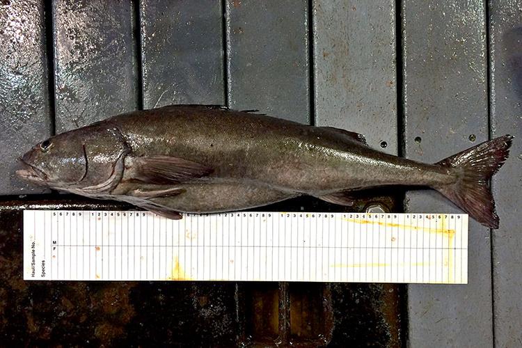 Brownish gray sablefish placed on table beside white ruler for research.