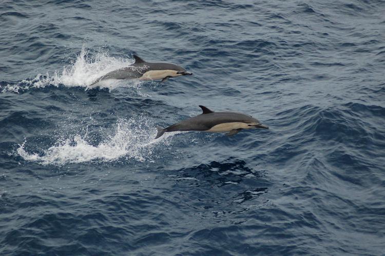 Action shot of two short-beaked dolphins jumping out of dark blue water.