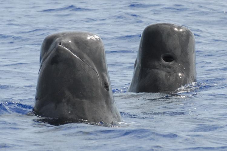 Close-up shot of two short-finned pilot whales spy hopping out of the water to look at their surroundings.