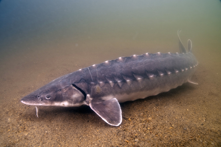Shortnose sturgeon in the Connecticut River, CT. Copyright: Robert S. Michelson/Photography by Michelson, Inc.
