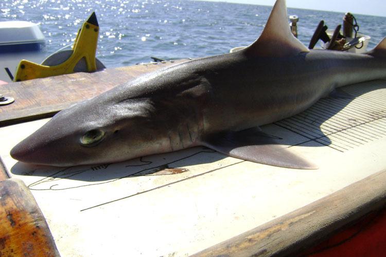 750x500-smoothhound-shark-hms-sf.jpg