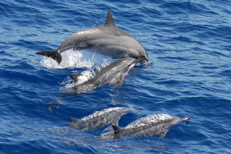 Spinner Dolphin Facts