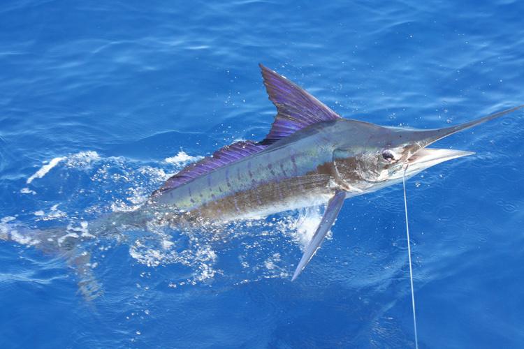 Caught dark blue-black, striped marlin billfish being pulled out of the water.