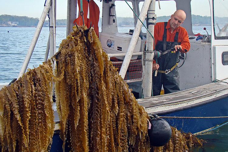Kelp rope on sale