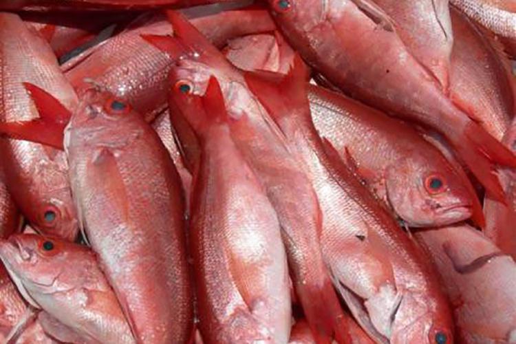 Pile of caught red and silvery white vermilion snapper fish.