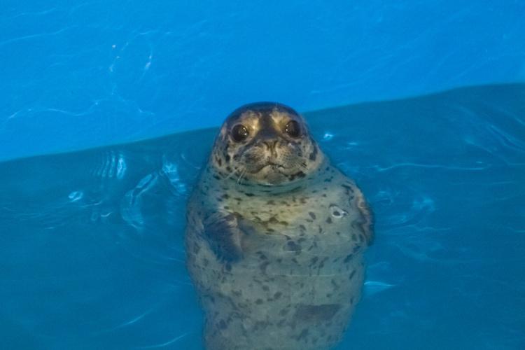 harbor seal pup