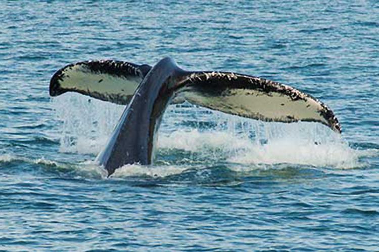 humpback whale diving