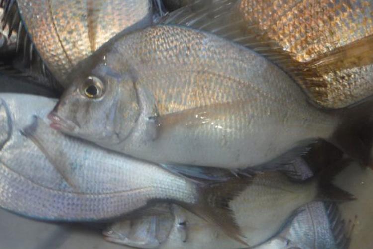 Silvery scup fish grouped together.