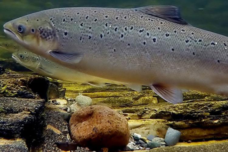 750x500AtlanticSalmon_NOAA.jpg