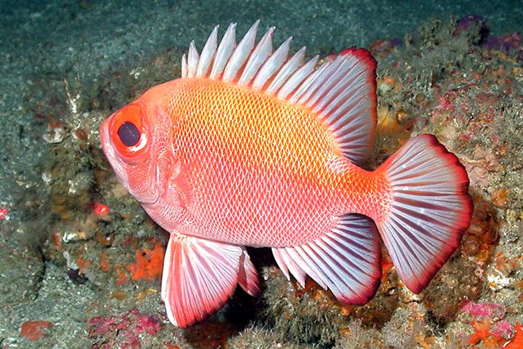 750x549-short-bigeye-SEFSC.jpg