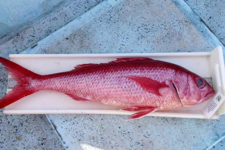 855x484-longtail-snapper-onaga-NOAA-PIFSC.jpg