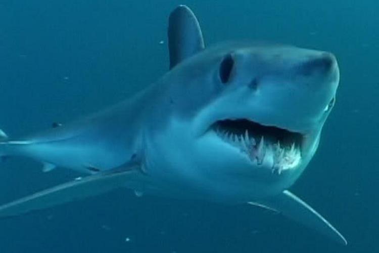 Shortfin mako with big, dark eyes, pointy snout, and opened mouth showing pointy teeth.