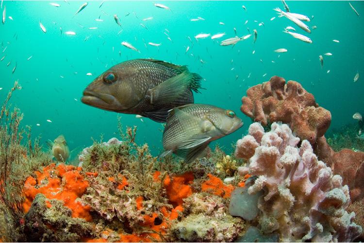 Two black sea bass fish swimming around colorful coral and lots of small fish in teal-colored waters. 