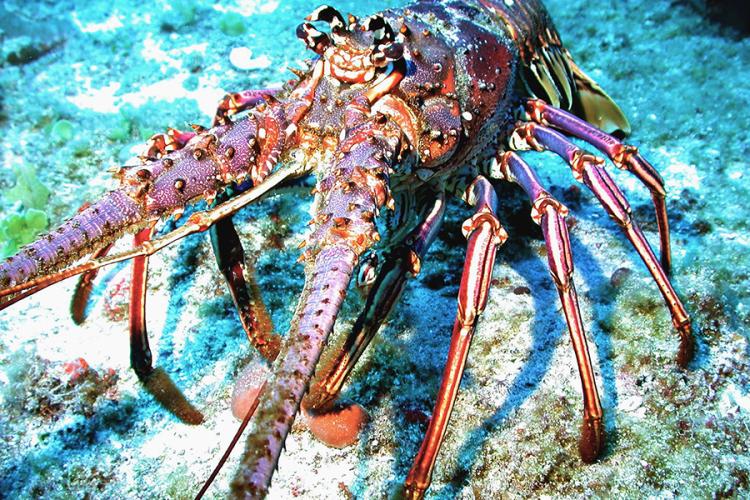Close-up of a reddish brown Caribbean spiny lobster with thick, textured, spiny antennae jutting forward and long, segmented legs.
