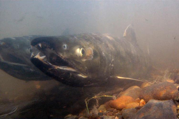 Close-up of two chum salmon at the bottom of murky water. Can see rocks below the fish.