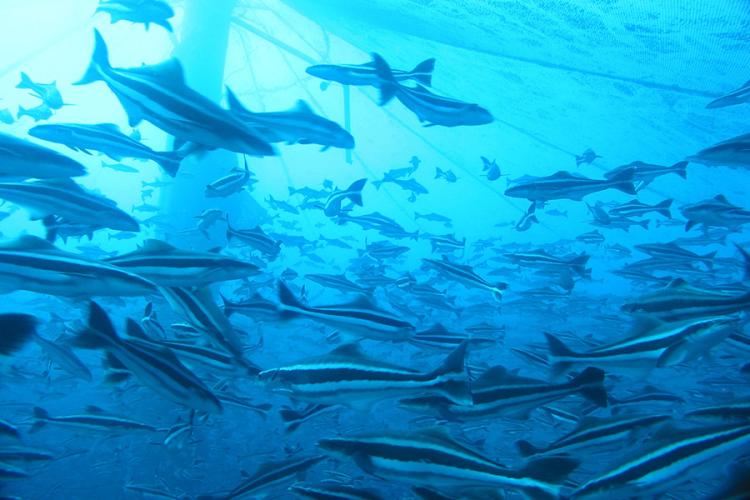 Many cobia fish with black and white horizontal-striped bodies swimming in blue-lit waters. 