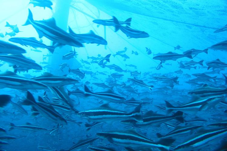 Many cobia fish with black and white horizontal-striped bodies swimming in blue-lit waters.