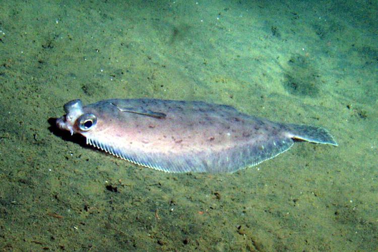A dull, light-brown colored dover sole flatfish with big, protruding eyes lies on the sandy ocean floor. 