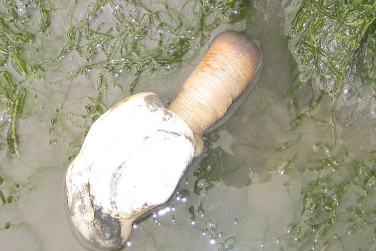 900x600-farmed-geoduck-NOAA.jpg