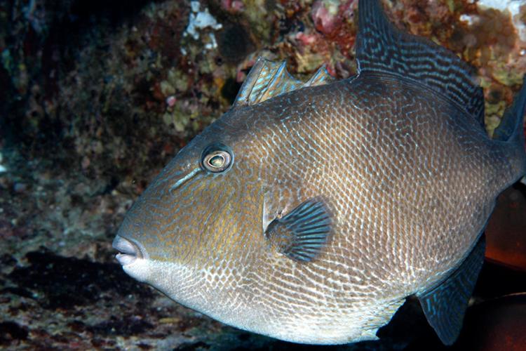 Close-up of a gray triggerfish with beak-like mouth, leathery body, and three spines for its first dorsal fin.