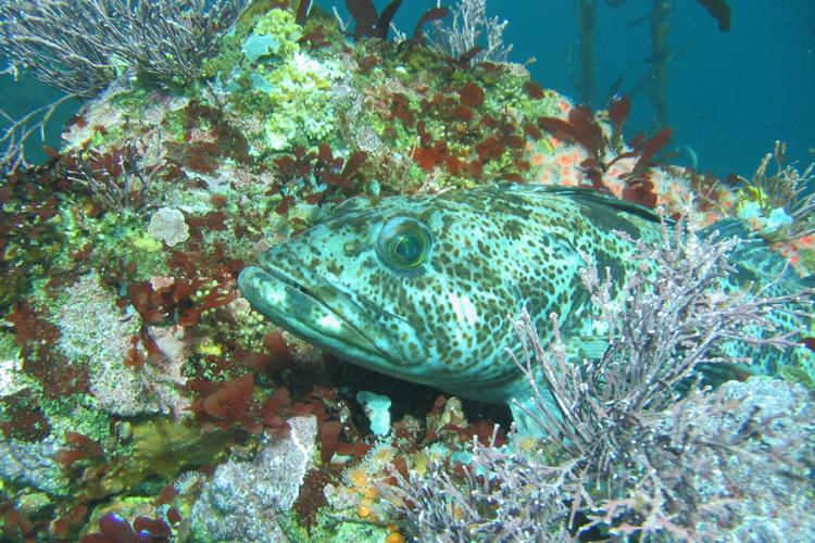 Lingcod fish nestled in some coral with head sticking out to show big eye and copper-colored spotting.