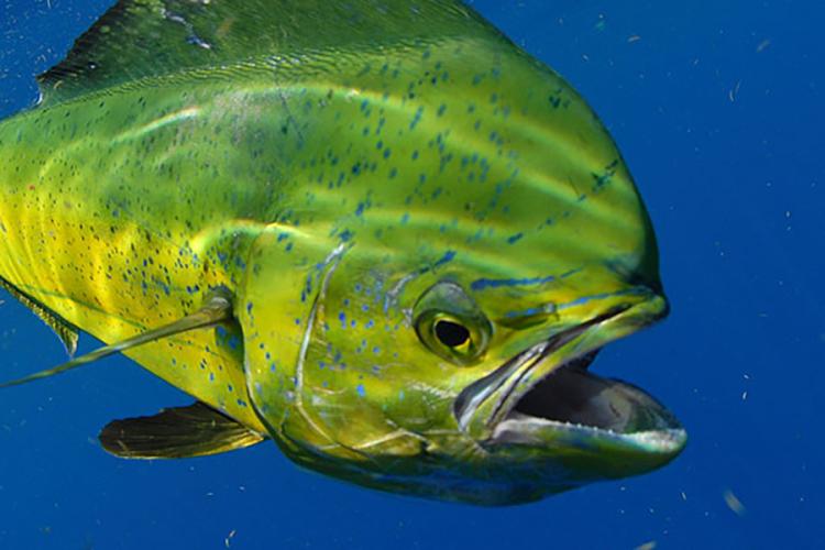 Close-up of an open-mouthed, yellow-green mahimahi fish with blue dots and streaks.