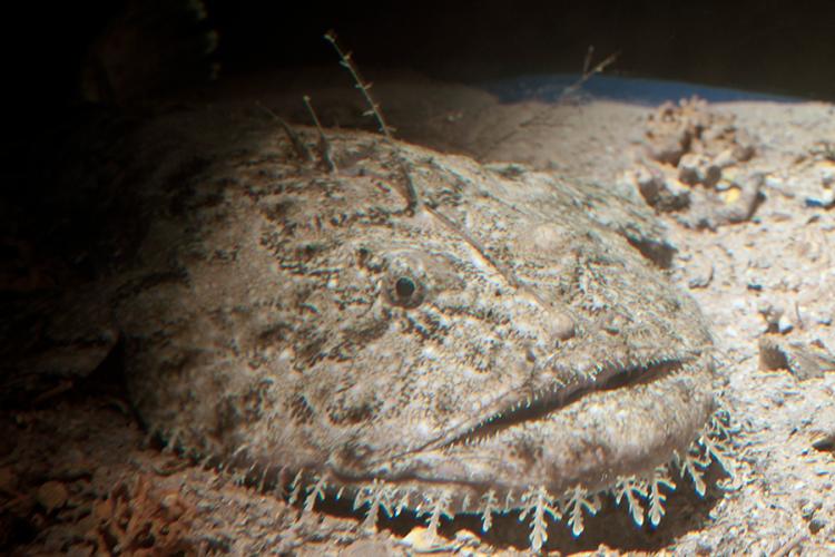 Brown monkfish with wide mouth and big head resting on sandy ocean bottom.