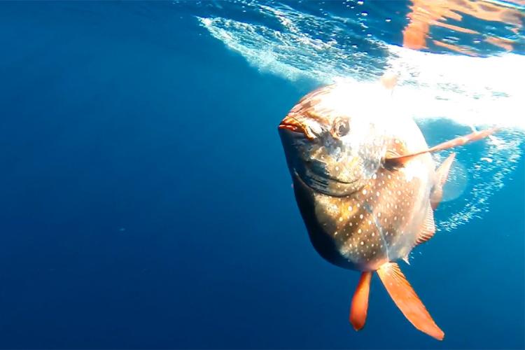 Round, orange, and spotted Opah moonfish swims up near the surface of ocean water where sunlight comes in.