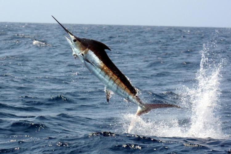 Pacific blue marlin fish jumping out of ocean water showing its long, spear-shaped upper jaw/bill.
