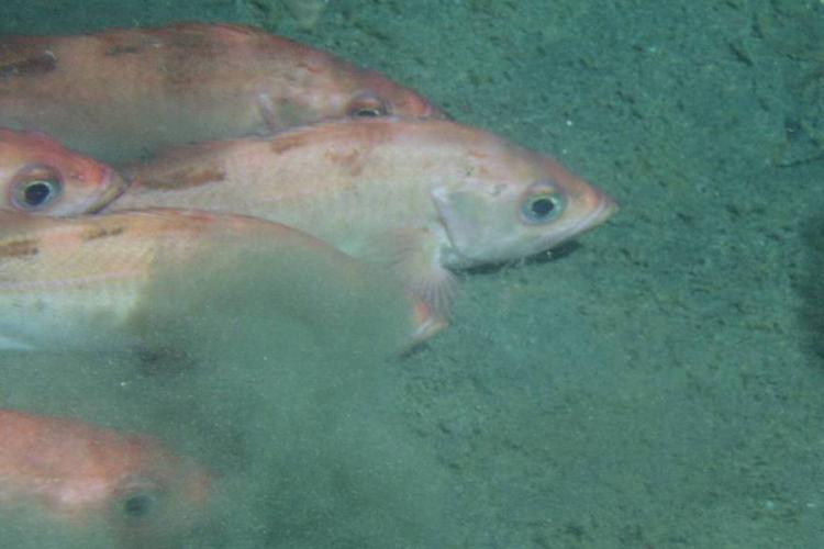 Group of light red Pacific ocean perch fish on top of sandy ocean floor.